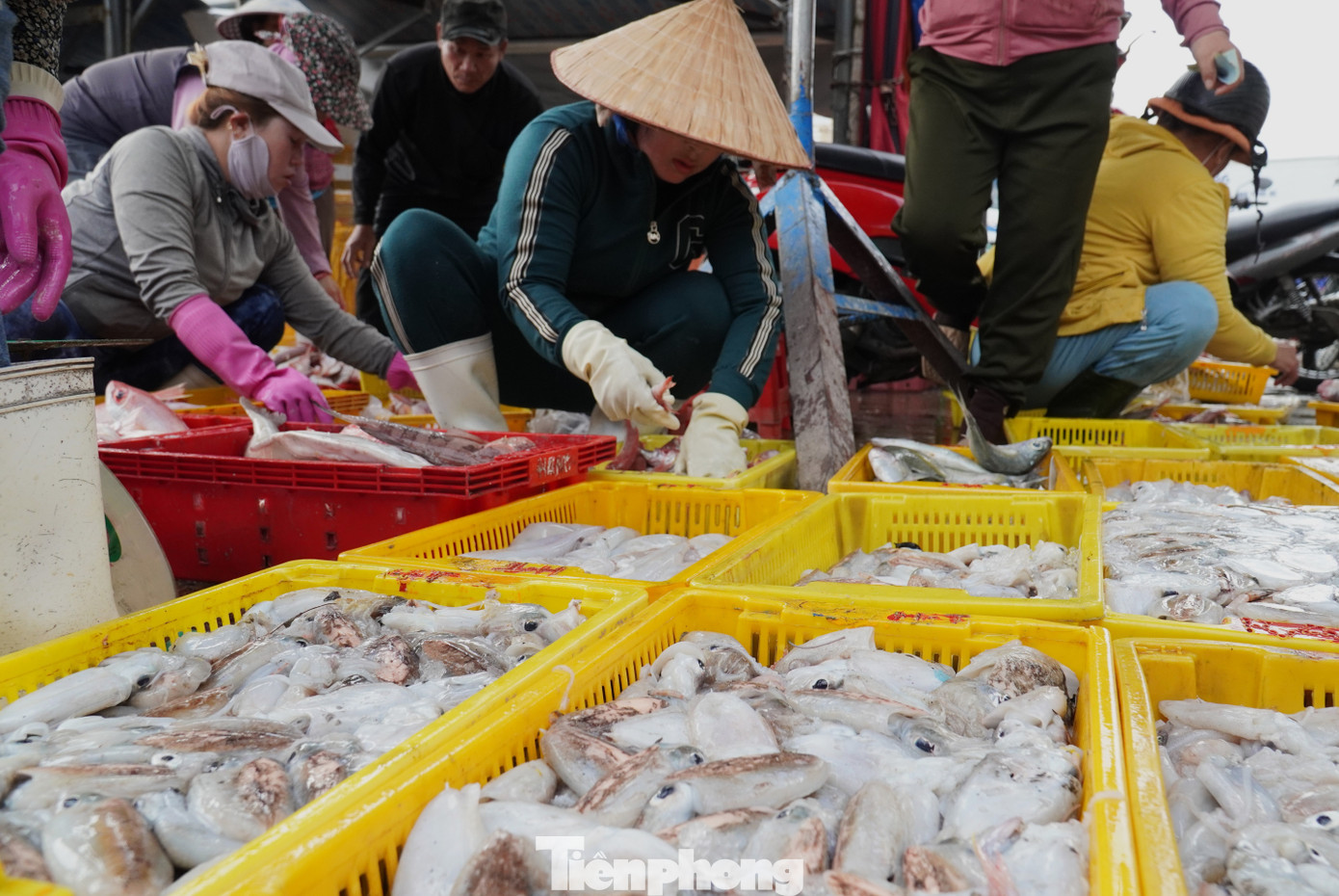 tp muc tet 3 1769394318956 1769394319171664468220