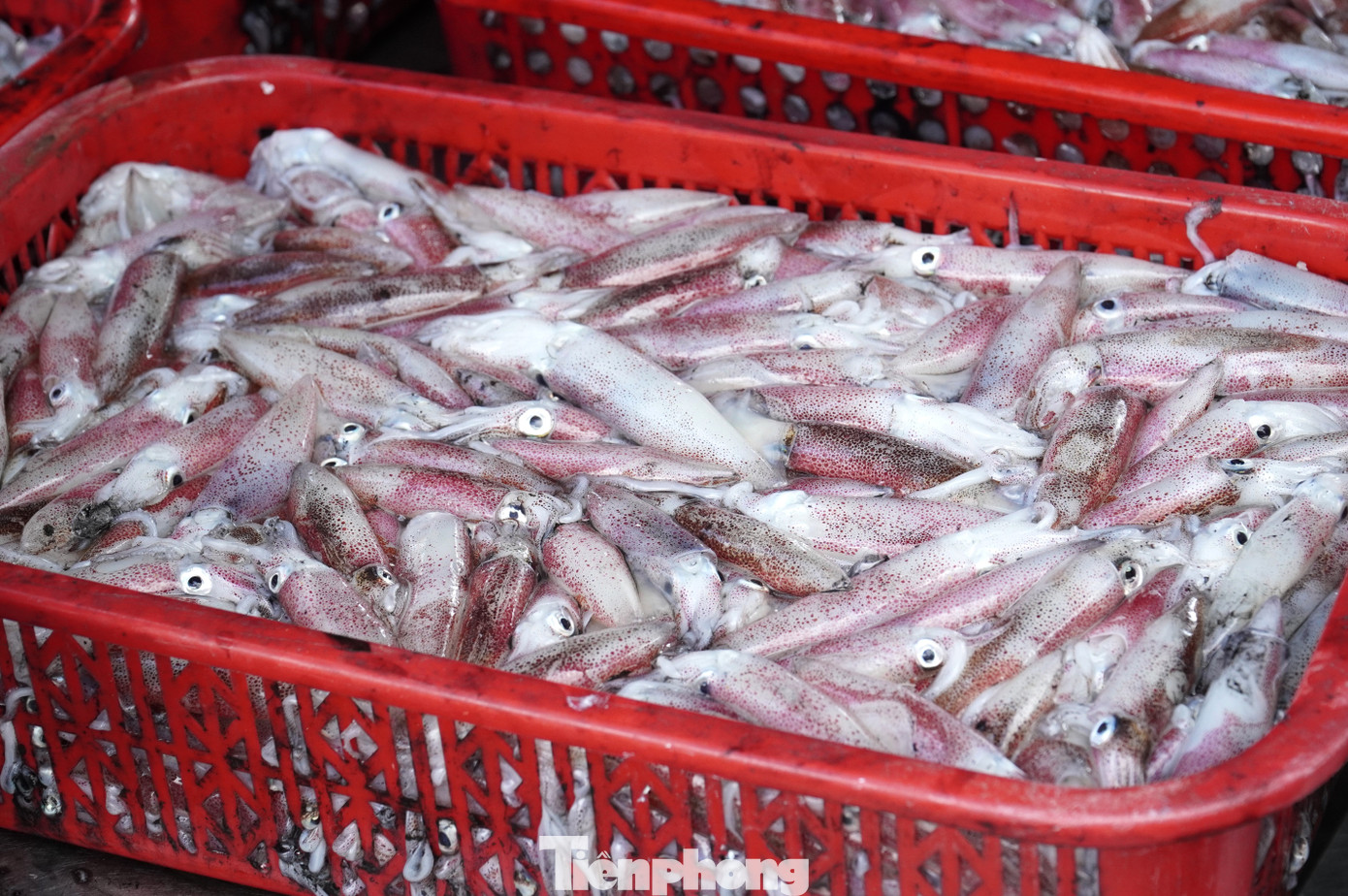 tp muc tet 37 1769394321098 17693943218501704044680