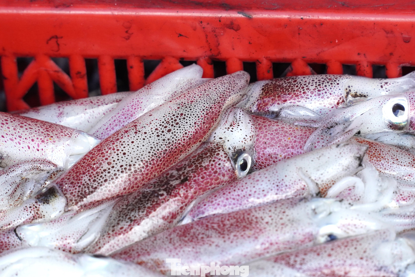 tp muc tet 39 1769394308342 1769394308508125225896