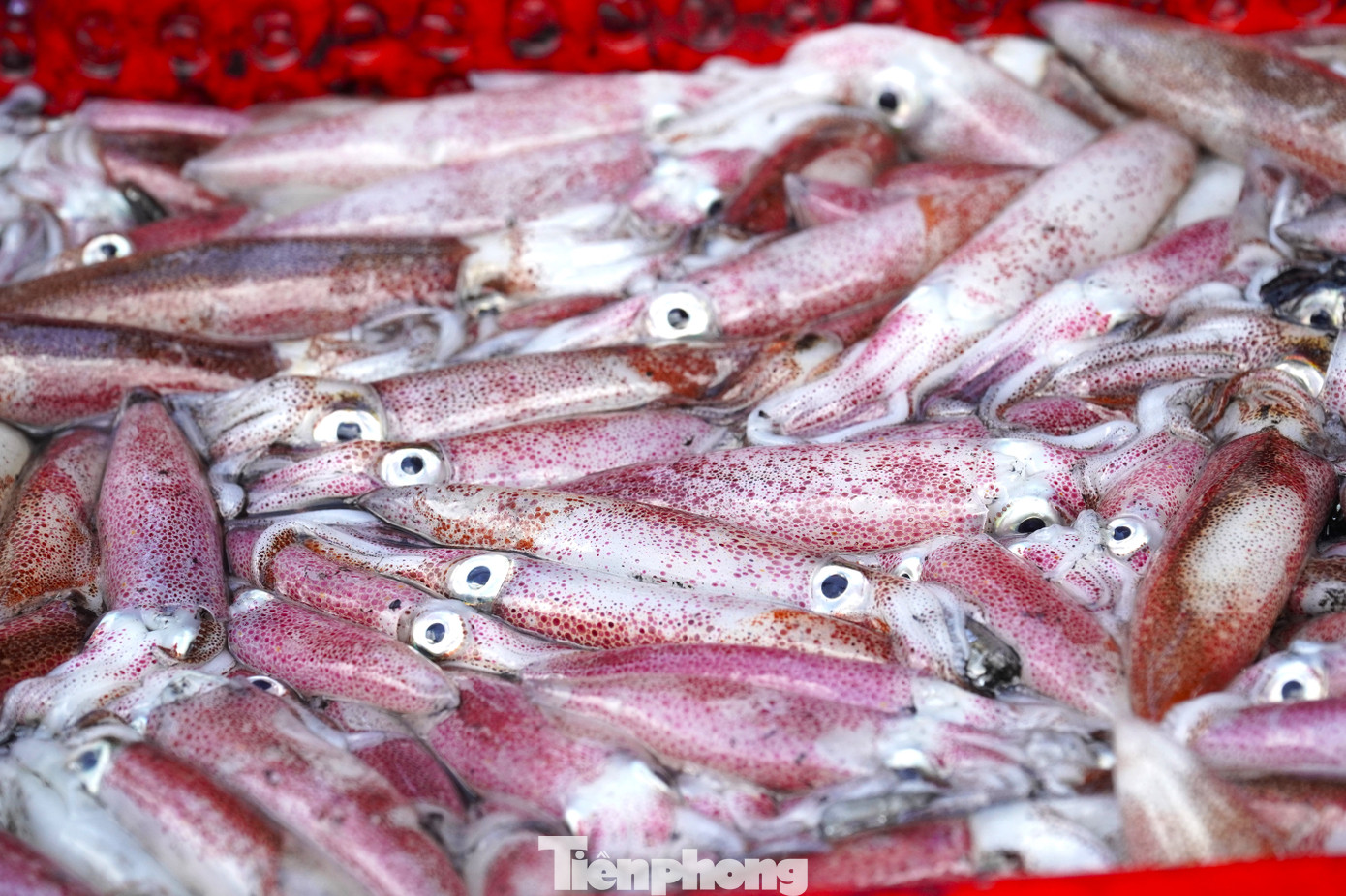 tp muc tet 40 1769394312881 1769394313756207936208