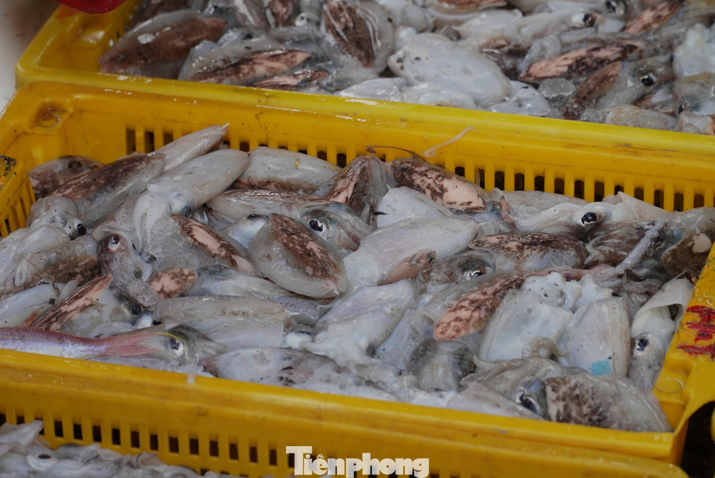 tp muc tet 5 1769394317514 1769394317621374787315