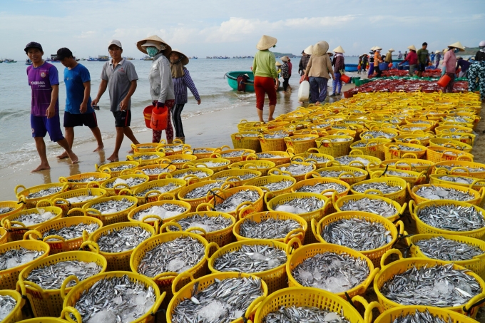 Đề xuất nghề nước mắm Phan Thiết là di sản quốc gia 3 Vùng biển Phan Thiết có nguồn cá cơm dồi dào để làm nước mắm truyền thống. Ảnh: Việt Quốc