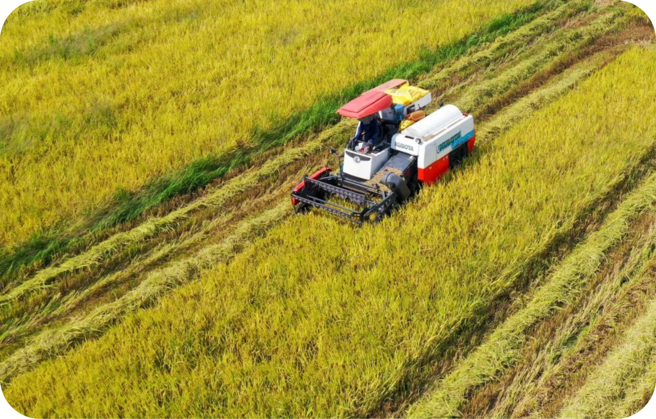 doanhnghiepxanh 10.webp