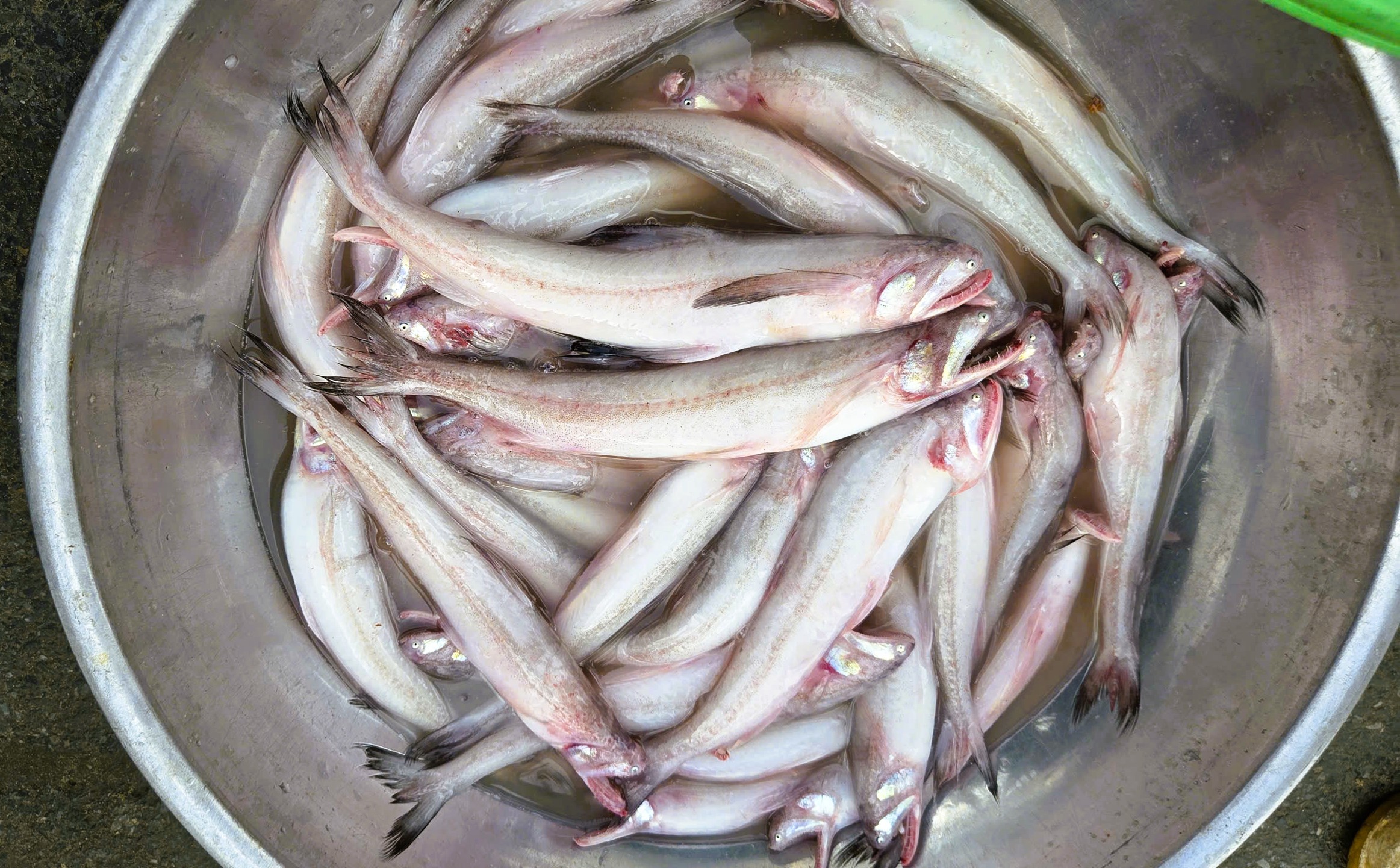 Gần 1 triệu đồng/kg cá khoai, ngư dân hồ hởi 