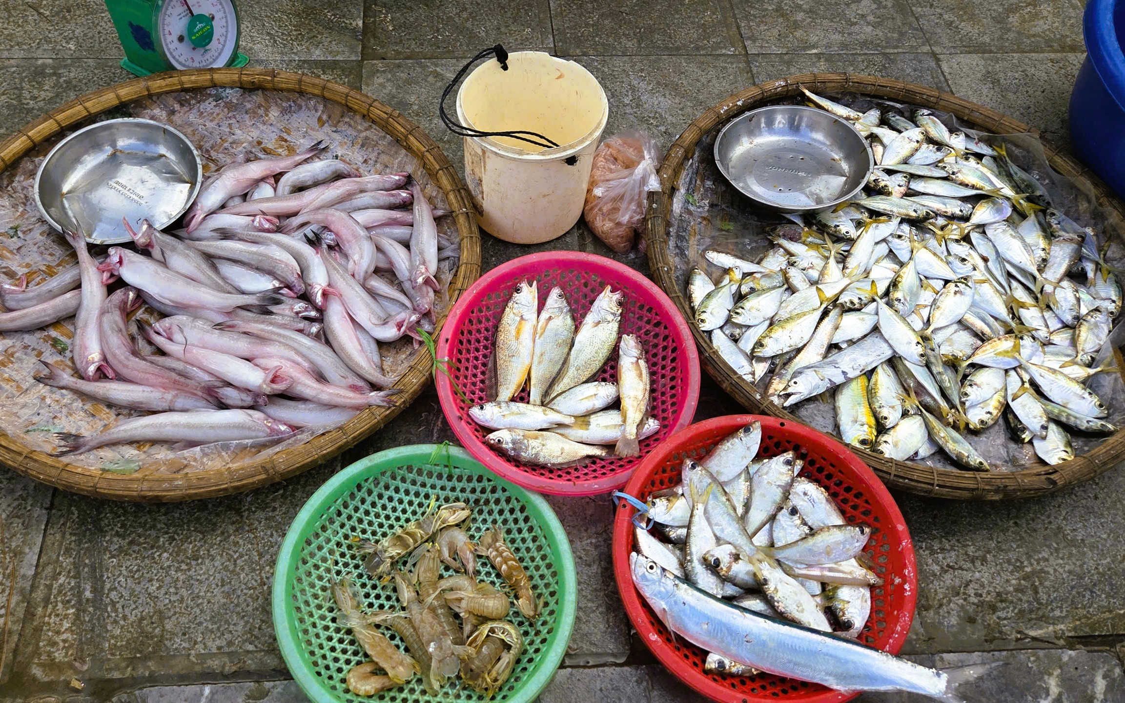 Gần 1 triệu đồng/kg cá khoai, ngư dân hồ hởi 